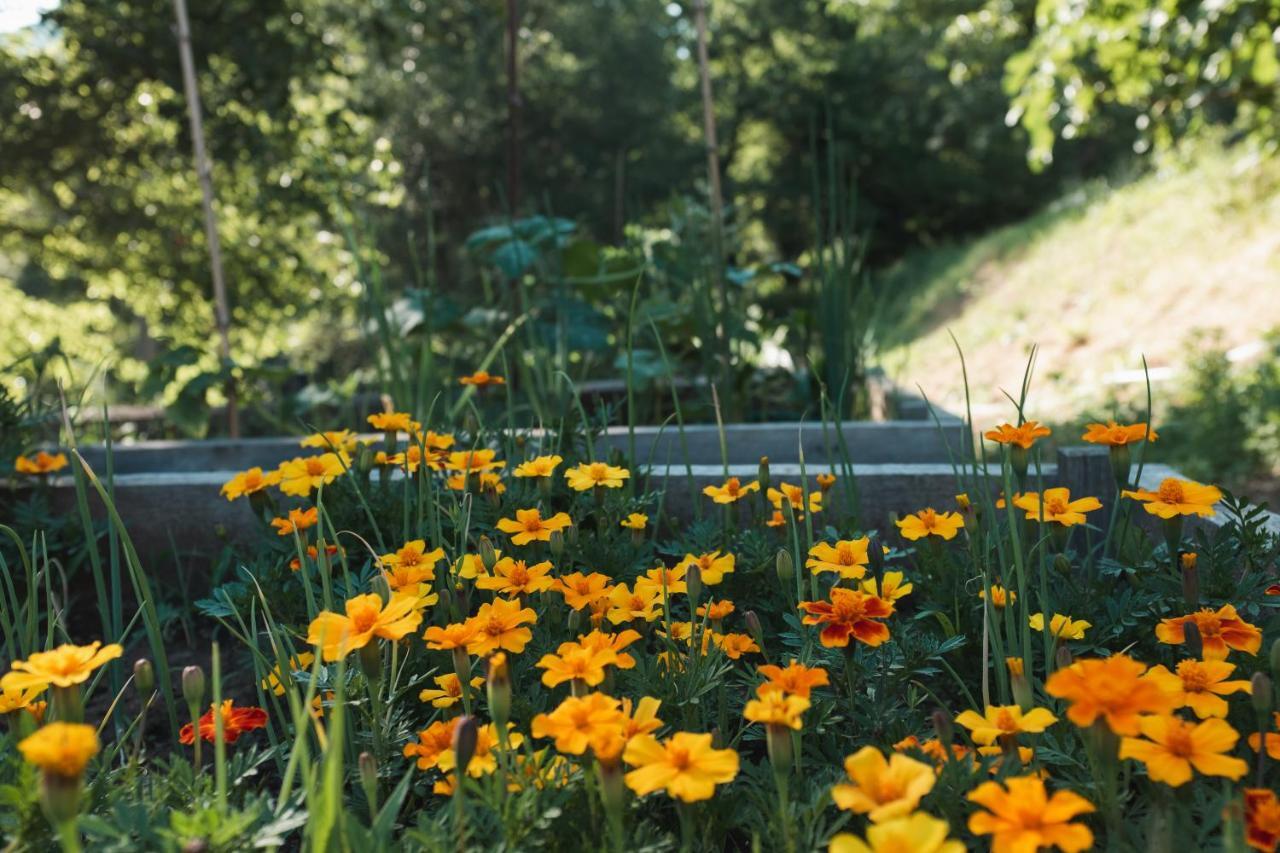 Borgo Del Sole Agriturismo Poggio エクステリア 写真